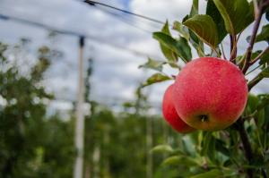 Sv.Andraž-Kristijan H.2